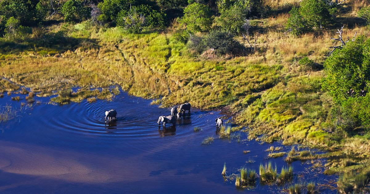 Maun