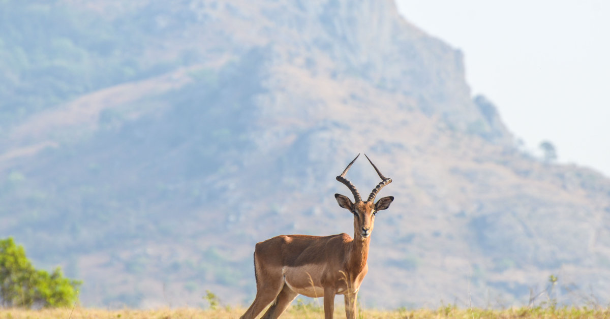 Swaziland